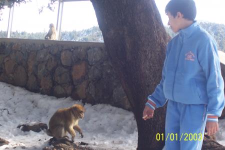 Singe